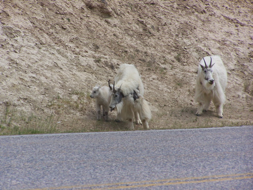 Mountain Goats