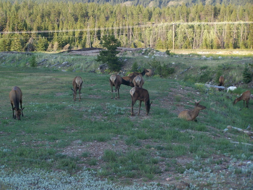 Deer