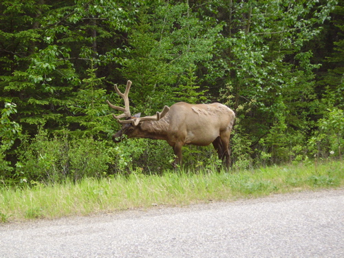 Banff Wild