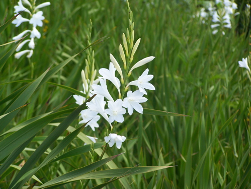 Blume